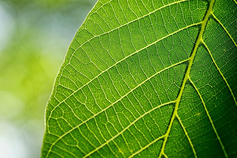 Artistic Leaf Design